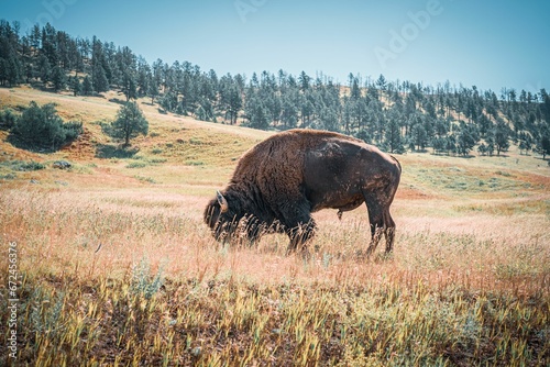 a bison grazing on grass in a field with trees in the distance