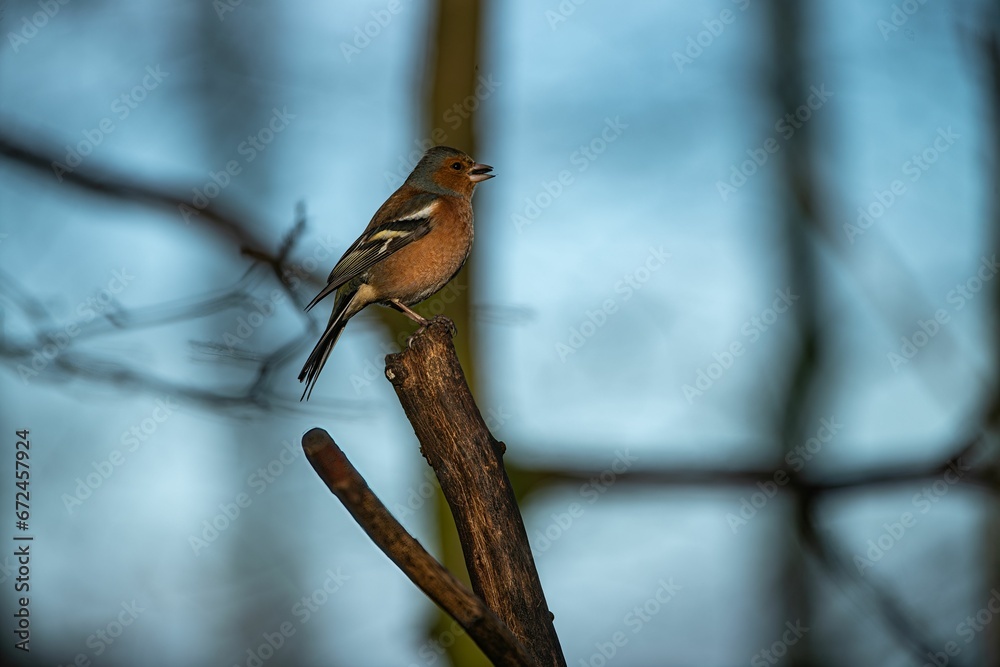 Small brown Chaffinch (Fringilla coelebs) bird atop a tree branch in a lush forest setting