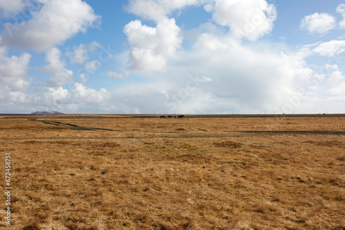 Icelandic grassland with wild horses