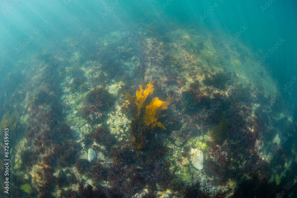 View of seaweed and reef underwater. View of seaweed and reef underwater.