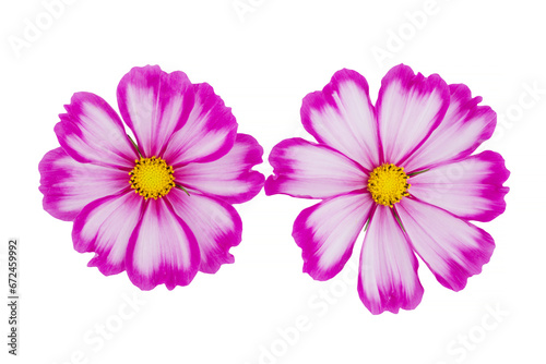 beautiful cosmos flowers isolated on white background