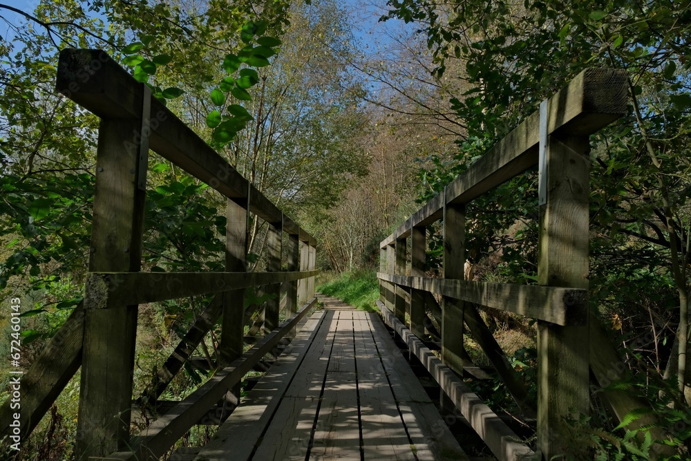 Scenic view of a wooden bridge in a green forest