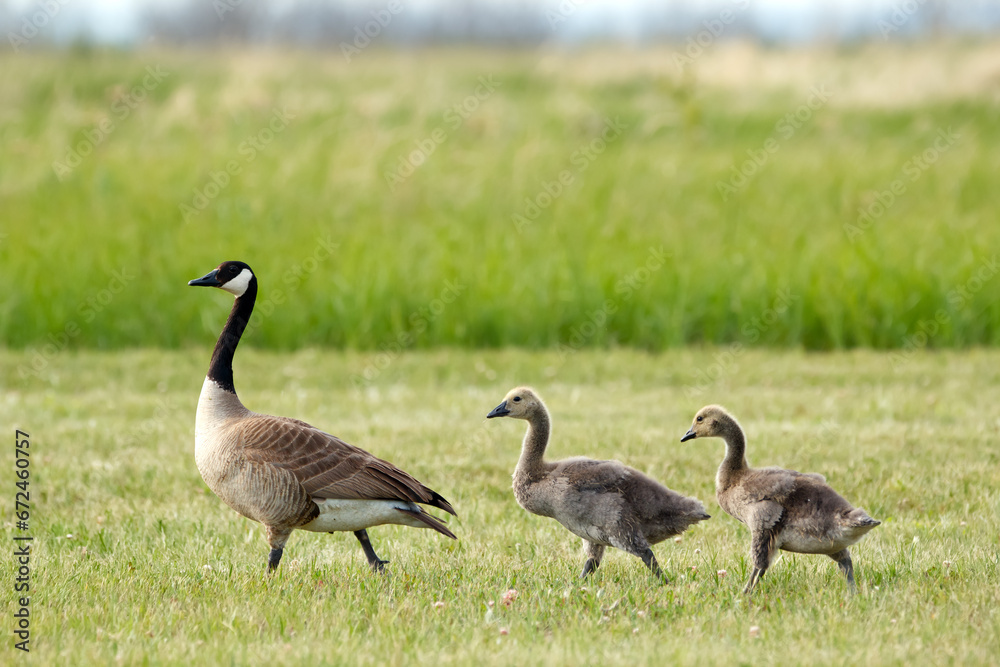Juvenile Canada geese with mom are walking in the lawn in summer. Juvenile Canada geese with mom are walking in the lawn in summer.