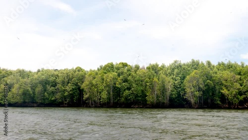 Eagles flying over a dead prey in the forest photo