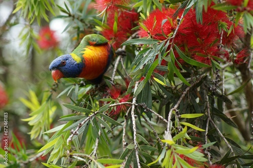 a Loriini bird sitting in the branches of some trees