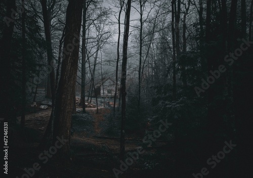 Wooden cabin in a mysterious foggy forest, with tall trees in the background