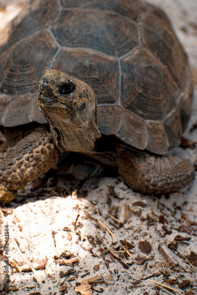 Vertical shot of a green turtle in the sun on a bed of brown sandy soil Vertical shot of a green turtle in the sun on a bed of brown sandy soil