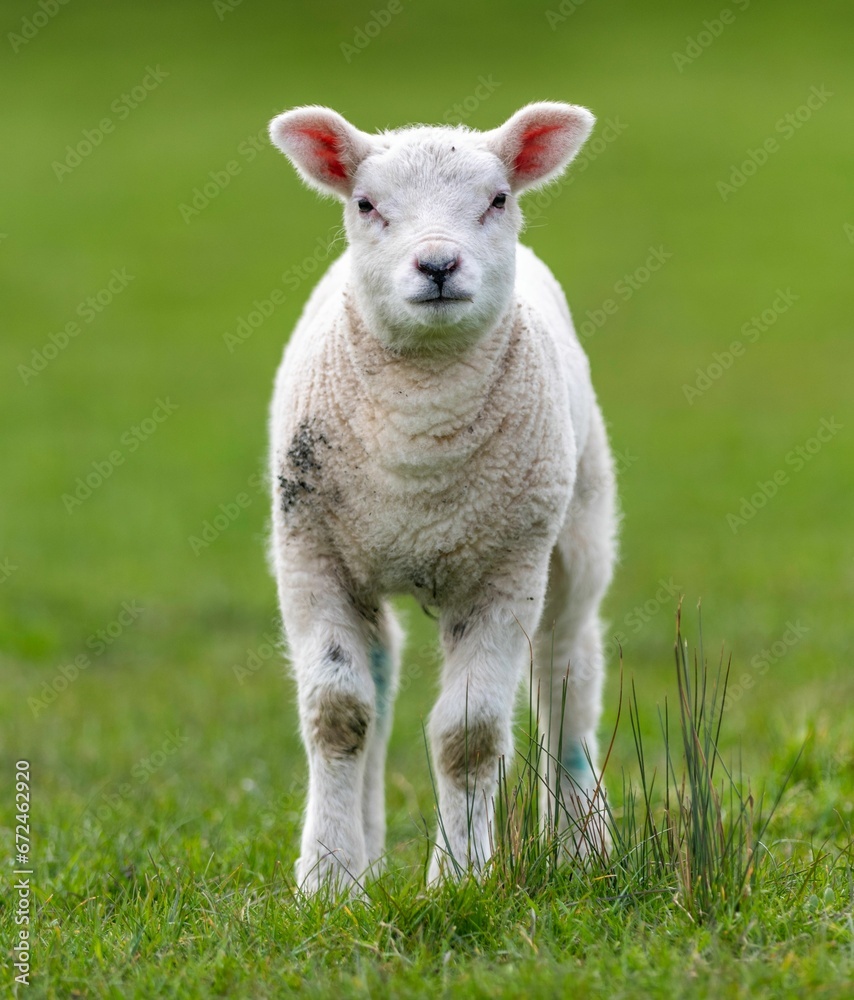 a small lamb that is walking on some grass in the daytime