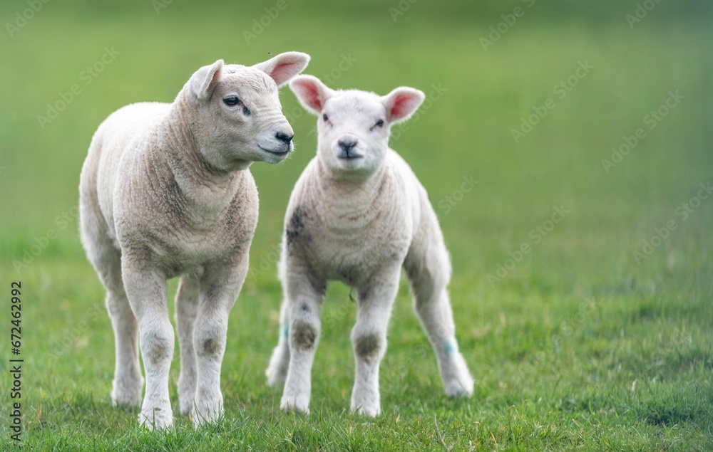 Fototapeta premium White lambs standing in a grassy meadow, basking in the sun of a beautiful spring day