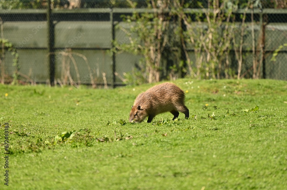 Capybara on a grassy field, looking down, grazing Capybara on a grassy field, looking down, grazing