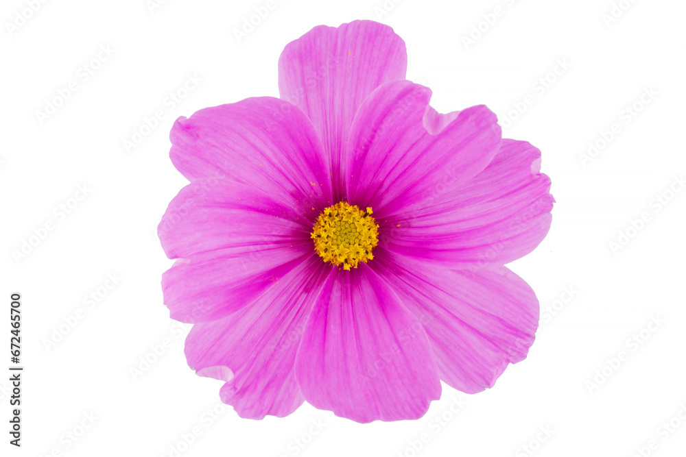 beautiful cosmos flowers isolated on white background