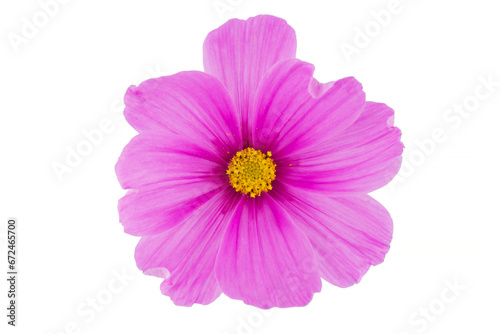 beautiful cosmos flowers isolated on white background