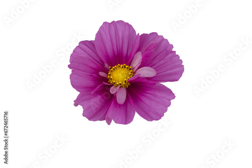 beautiful cosmos flowers isolated on white background