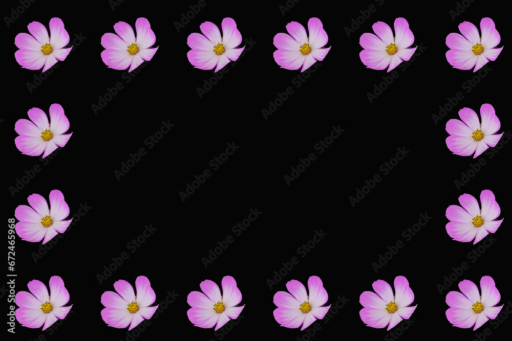 beautiful cosmos flowers isolated on  background