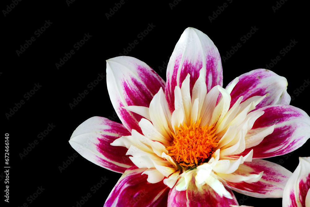 Obraz premium beautiful dahlia flowers isolated on a background