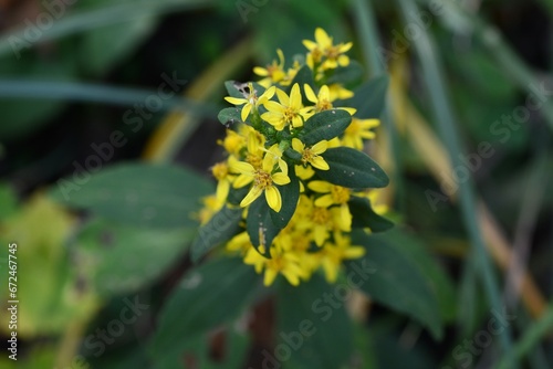 Goldenrod   Solidago virgaurea   flowers. Asteraceae perennial plants. Many yellow flowers bloom in racemes from August to November. Young leaves are wild vegetables.