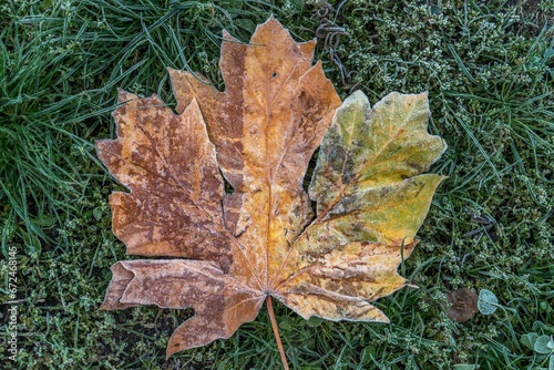 Frozen fallen leaf