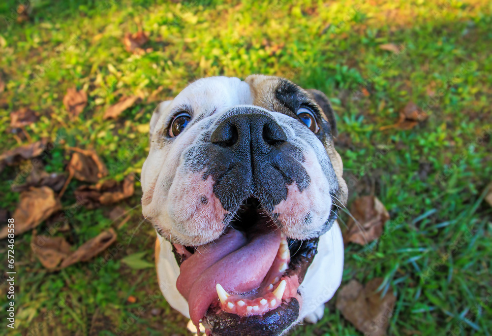 Cute English Bulldog in autumn park. Outdoor portrait of a dog. Cute English Bulldog in autumn park. Outdoor portrait of a dog.