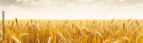 a wheat field concept of agricultural landscape