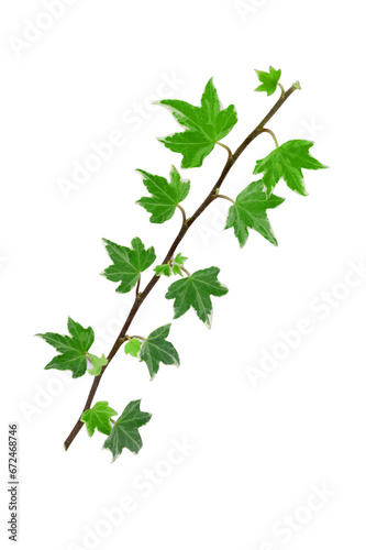 Green ivy leaves on the vine isolated on white background