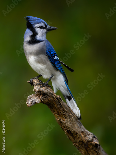 Blue Jay closeup portrait on green background © FotoRequest