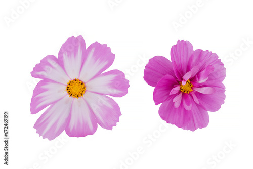 beautiful cosmos flowers isolated on white background