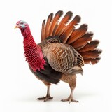 a turkey with a red neck