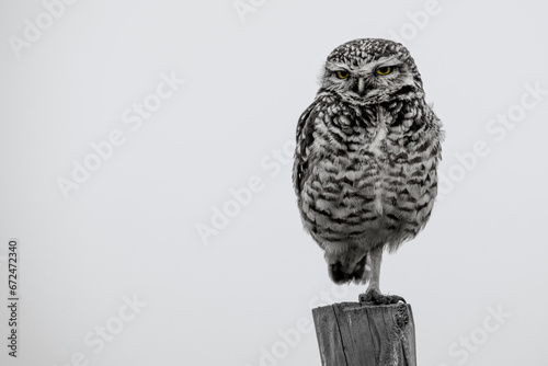 Buho (Owl) photo