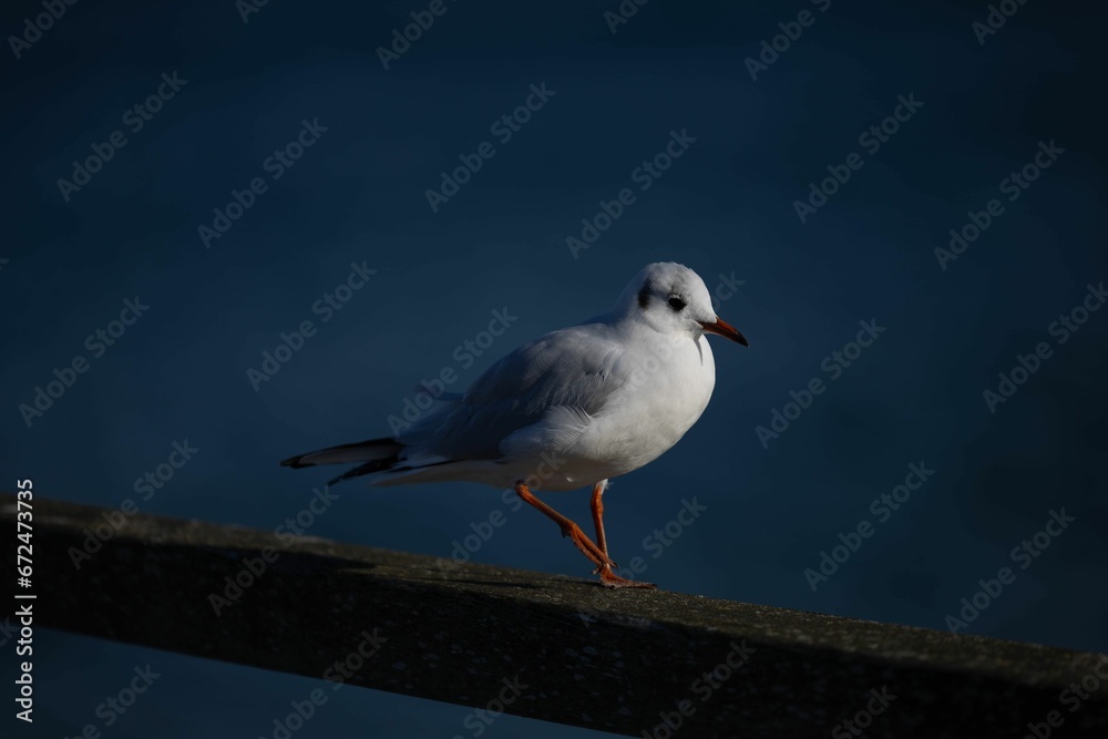 Seagull perched on a metal railing Seagull perched on a metal railing
