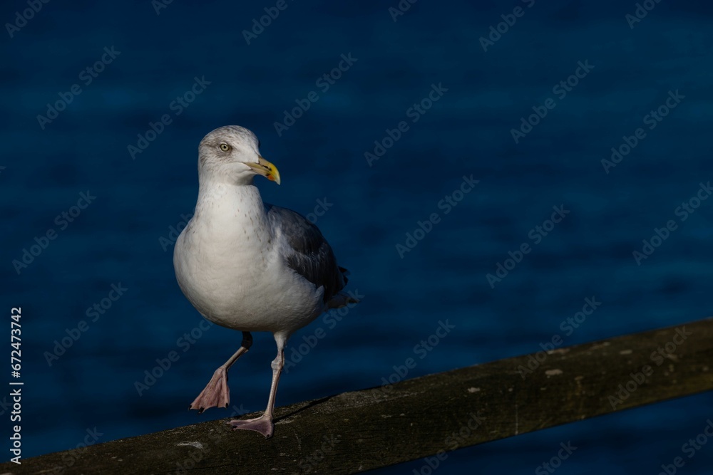 Seagull perched on a metal railing Seagull perched on a metal railing