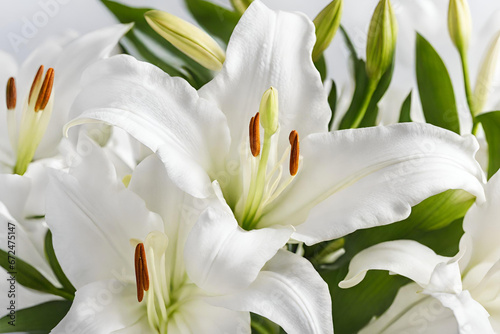 white tulips on a white background, A bouquet of lilies on a white background lies