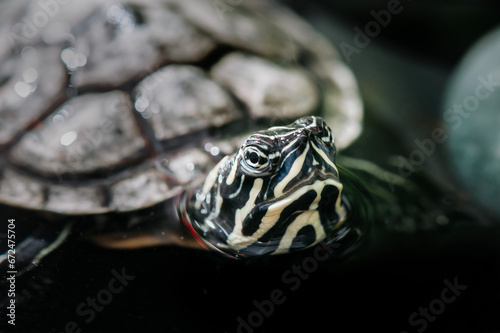 
Close up of turtle in water