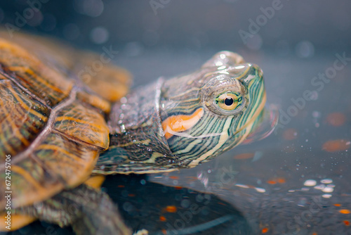  Close up of turtle in water