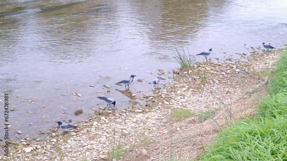 Crows feeding on the river shore in autumn Crows feeding on the river shore in autumn