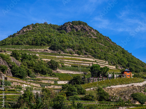Vines Up The Mountain