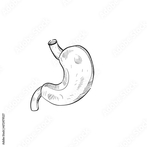 Stomach handdrawn illustration