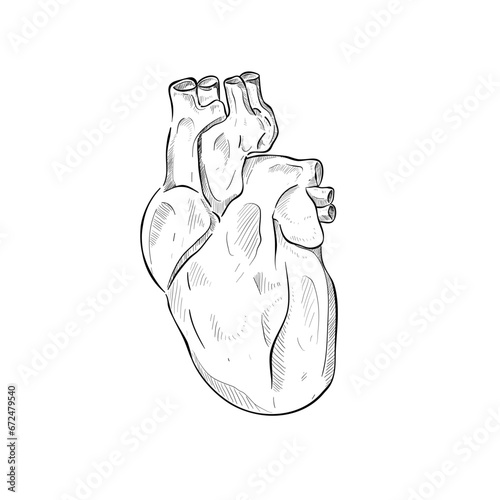 Heart handdrawn illustration