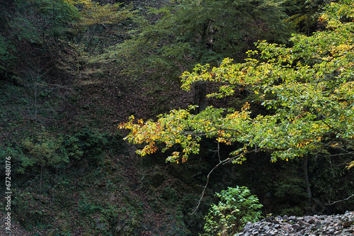 秋の里山と渓流風景