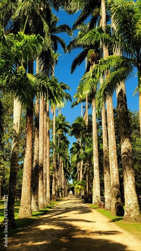 palm trees in the park