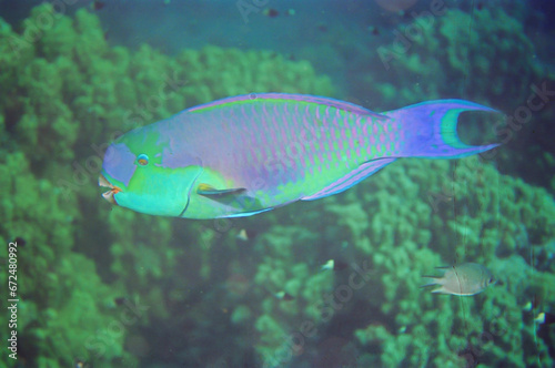 Steephead Parrotfish, Heavybeak Parrotfish, Purple-headed Parrotfish, Chlorurus microrhinos, Chlorurus strongylocephalus, scarus strongylocephalus, Scarus fuscopurpureus, Red Sea, Egypt.