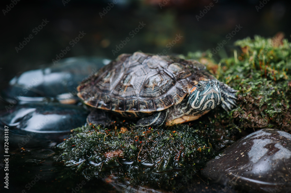Close up of turtle in tropical forest Close up of turtle in tropical forest