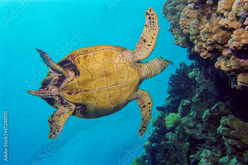 Hawksbill Sea Turtle swimming water next to coral reef, Red Sea, Egypt.