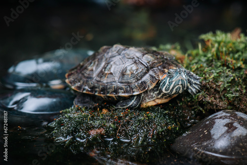 Close up of turtle in tropical forest © Dwi