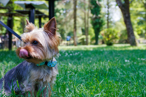 Yorkshire Terrier on a green grass in the park in autumn © Kolevski.V