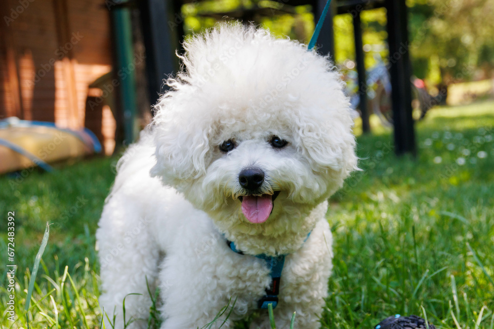 Bichon Frise dog in the park on sunny day.