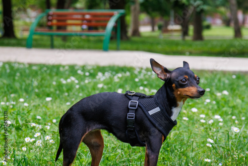Canvas-taulu (Prague Ratter) The smallest breed of dog