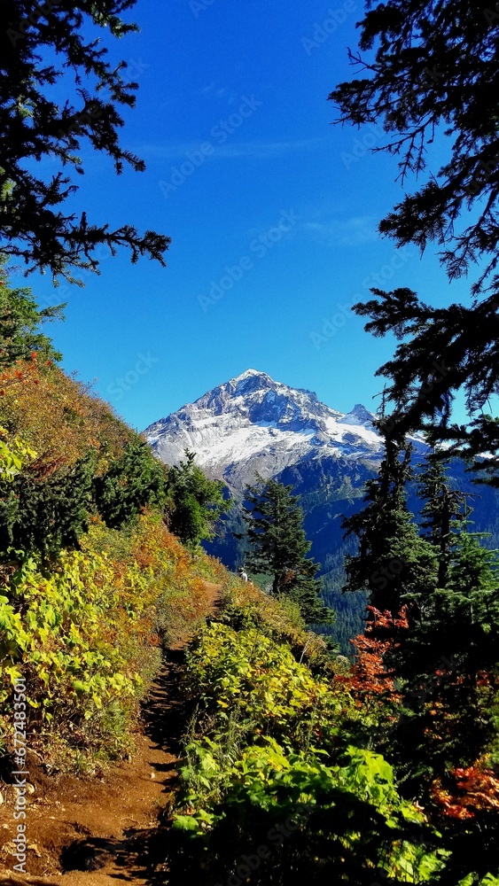 Fototapeta premium Mount Hood Beyond the Trees