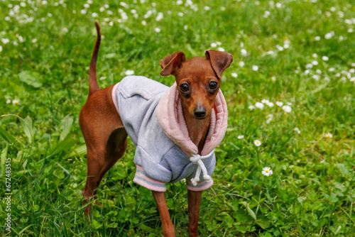 Fototapete (Prague Ratter) The smallest breed of dog