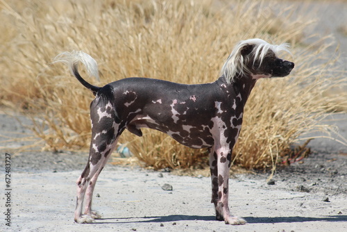 Perro pelon de raza crestado chino moteado en un paisaje con hierba amarilla en hd © Beto