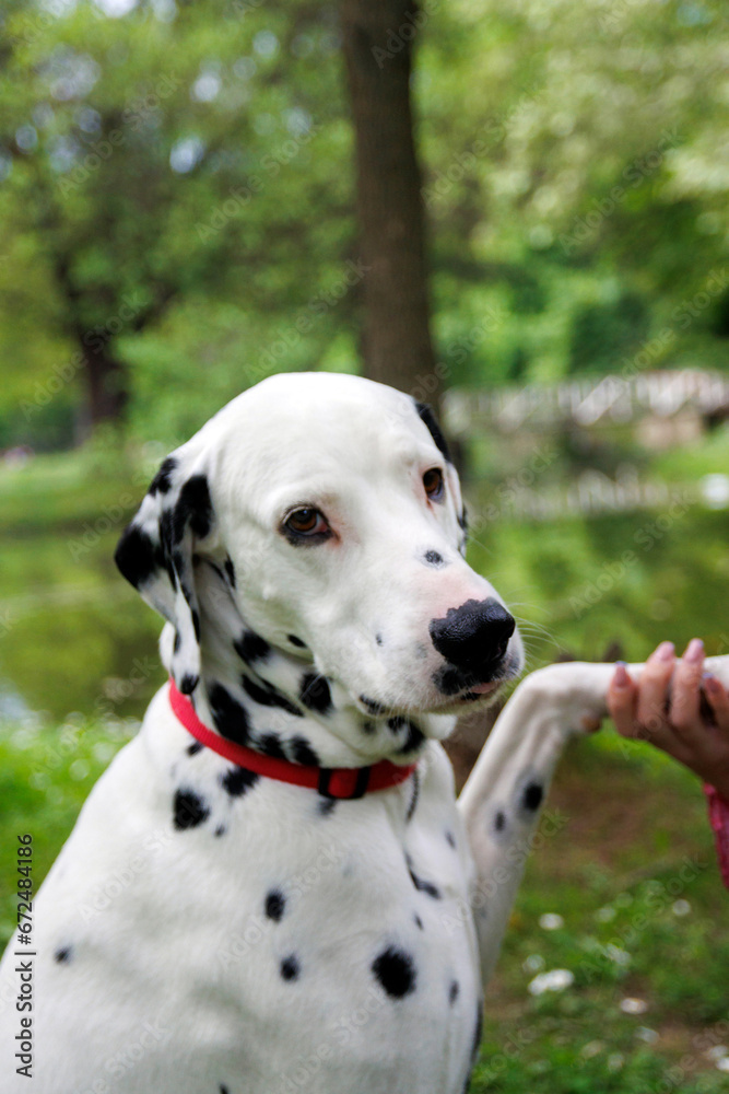 Very beautiful Dalmatian dog photography into the park